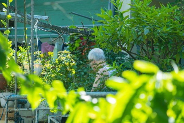 Hard-to-Kill Houseplants for Beginners